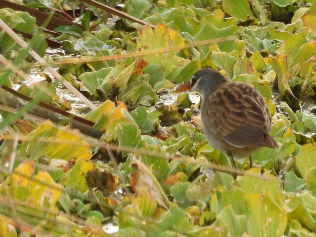 White-browed Crake - ML642465283