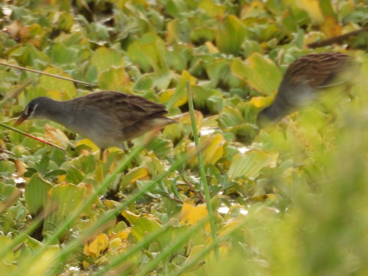 White-browed Crake - ML642465285