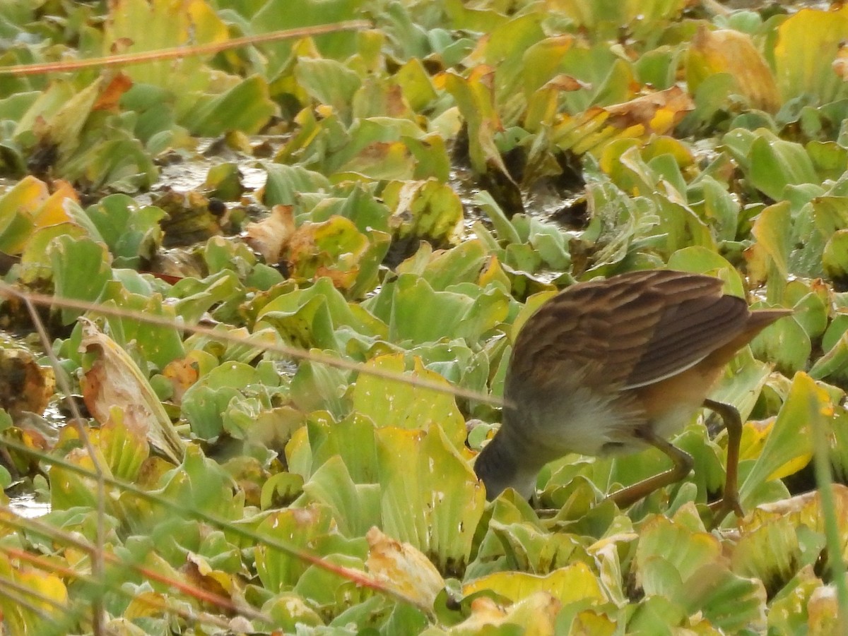 White-browed Crake - ML642465287