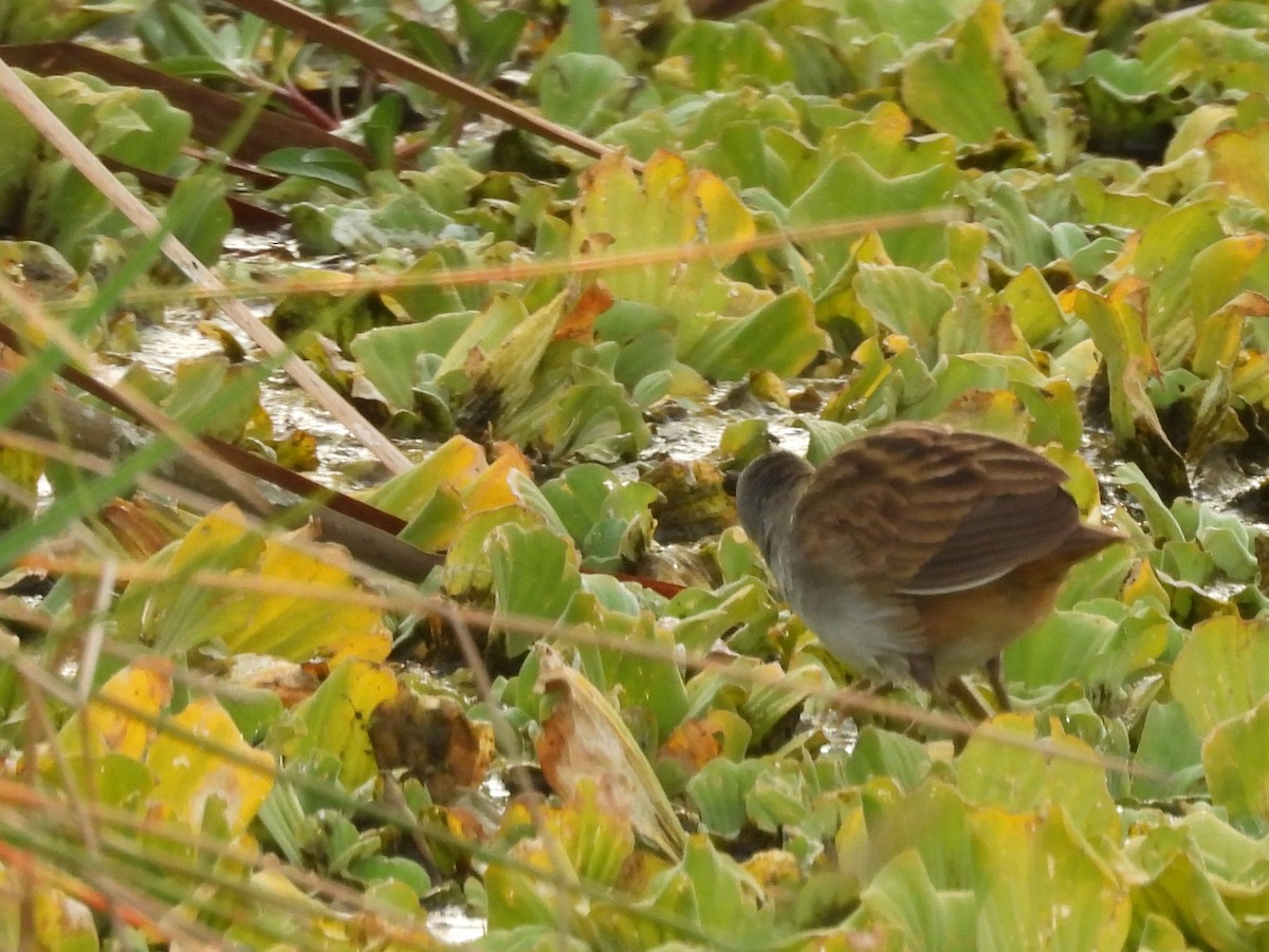 White-browed Crake - ML642465288
