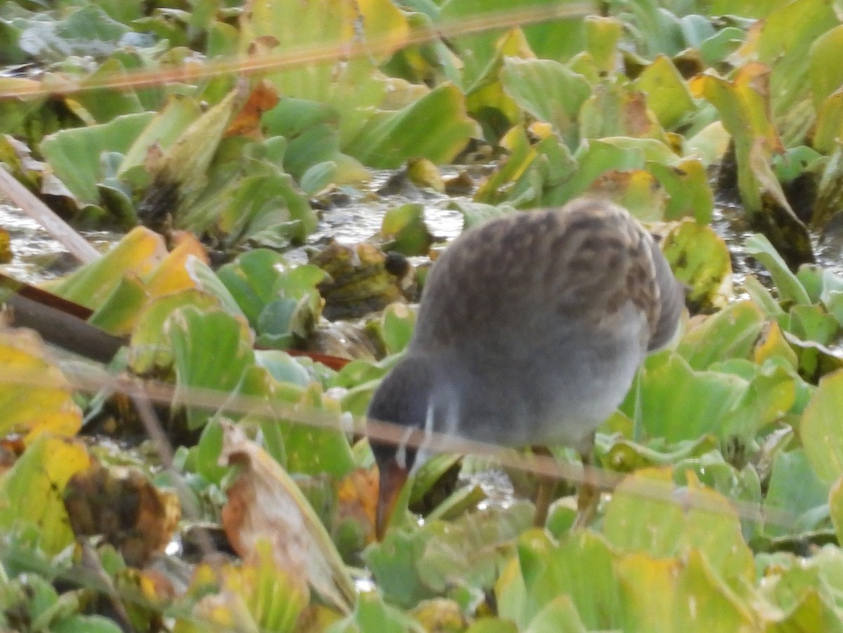 White-browed Crake - ML642465289