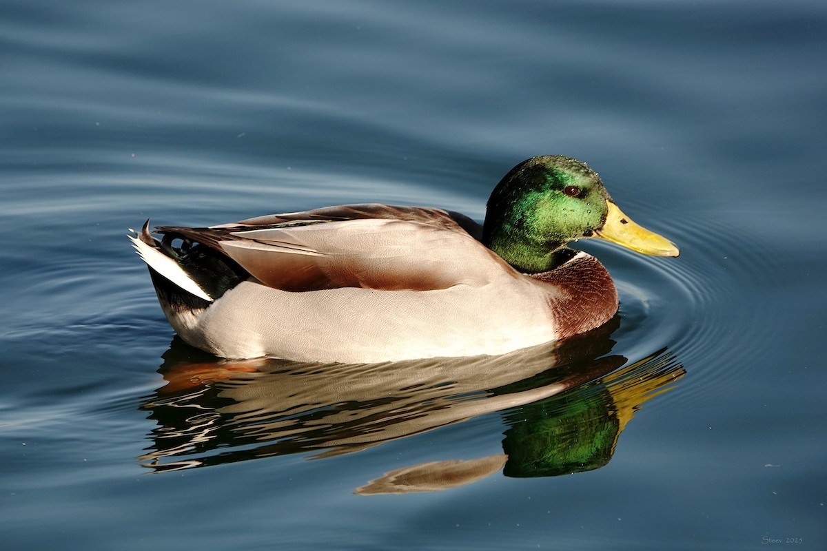 Mallard - ML642465291