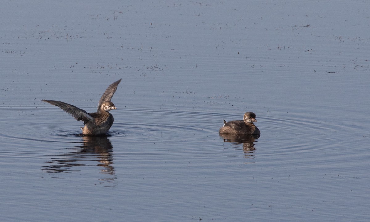 Pied-billed Grebe - ML642465293