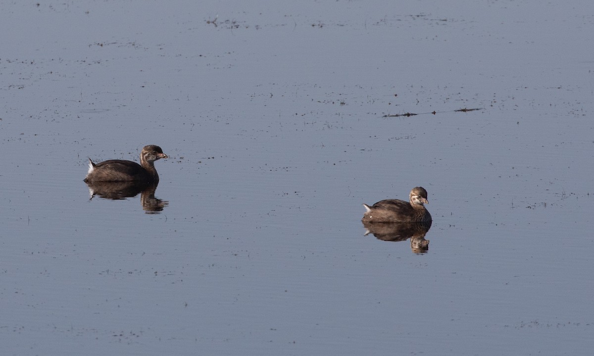 Pied-billed Grebe - ML642465294