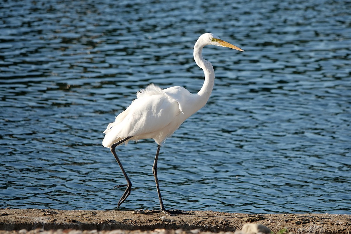 Great Egret - ML642465296