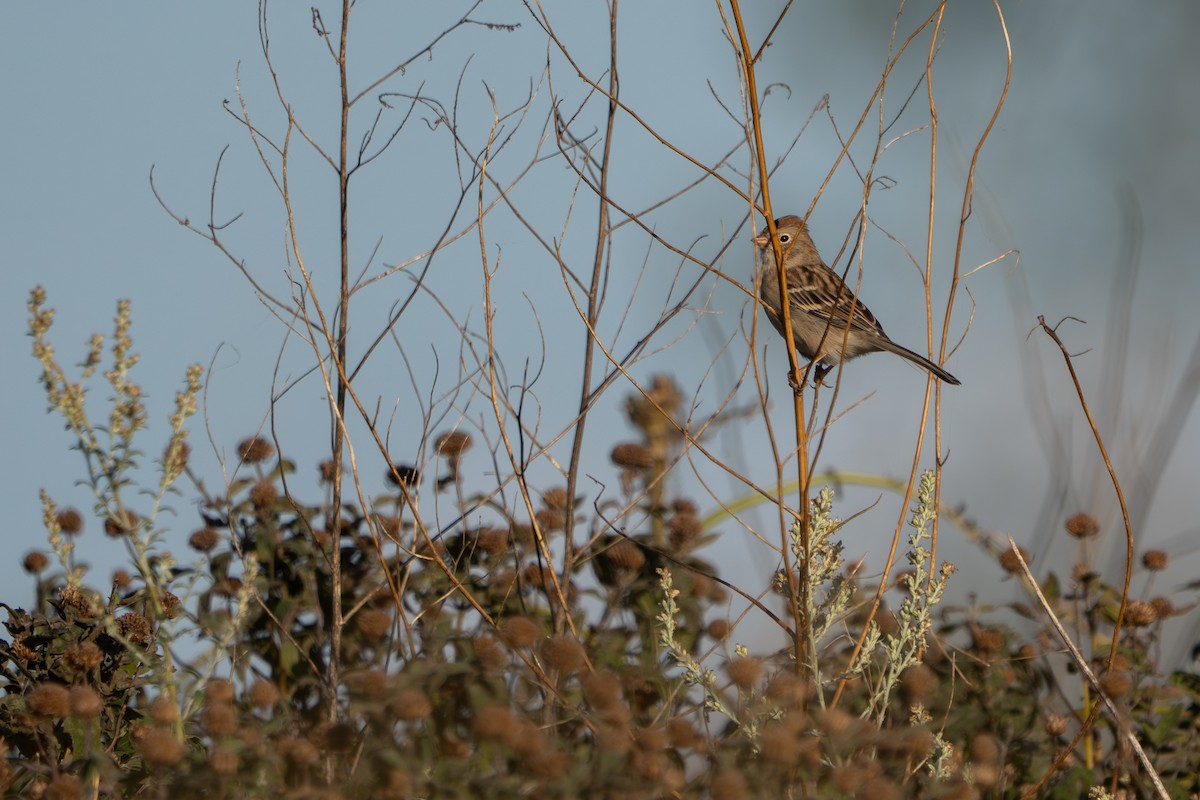 Field Sparrow - ML642465297