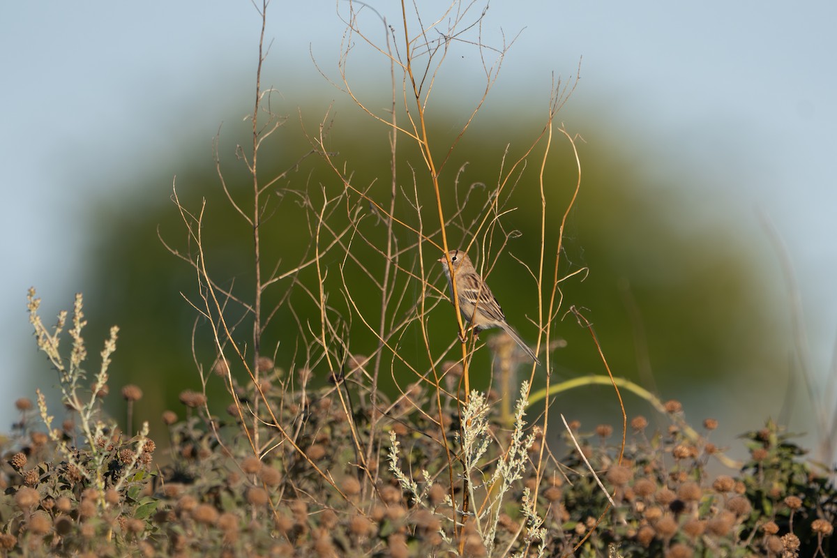 Field Sparrow - ML642465298