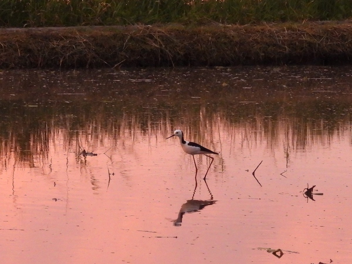 Pied Stilt - ML642465299