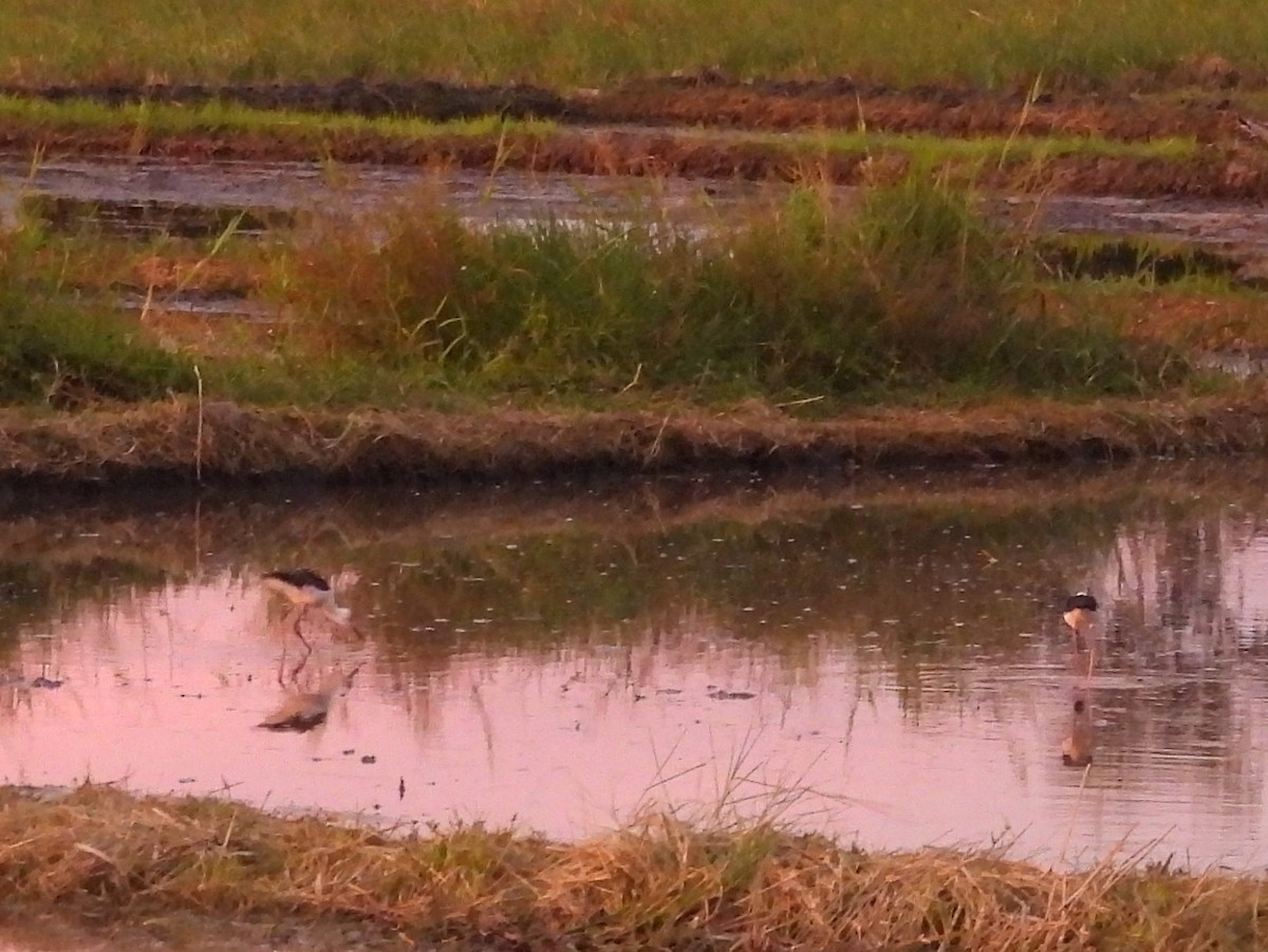 Pied Stilt - ML642465300