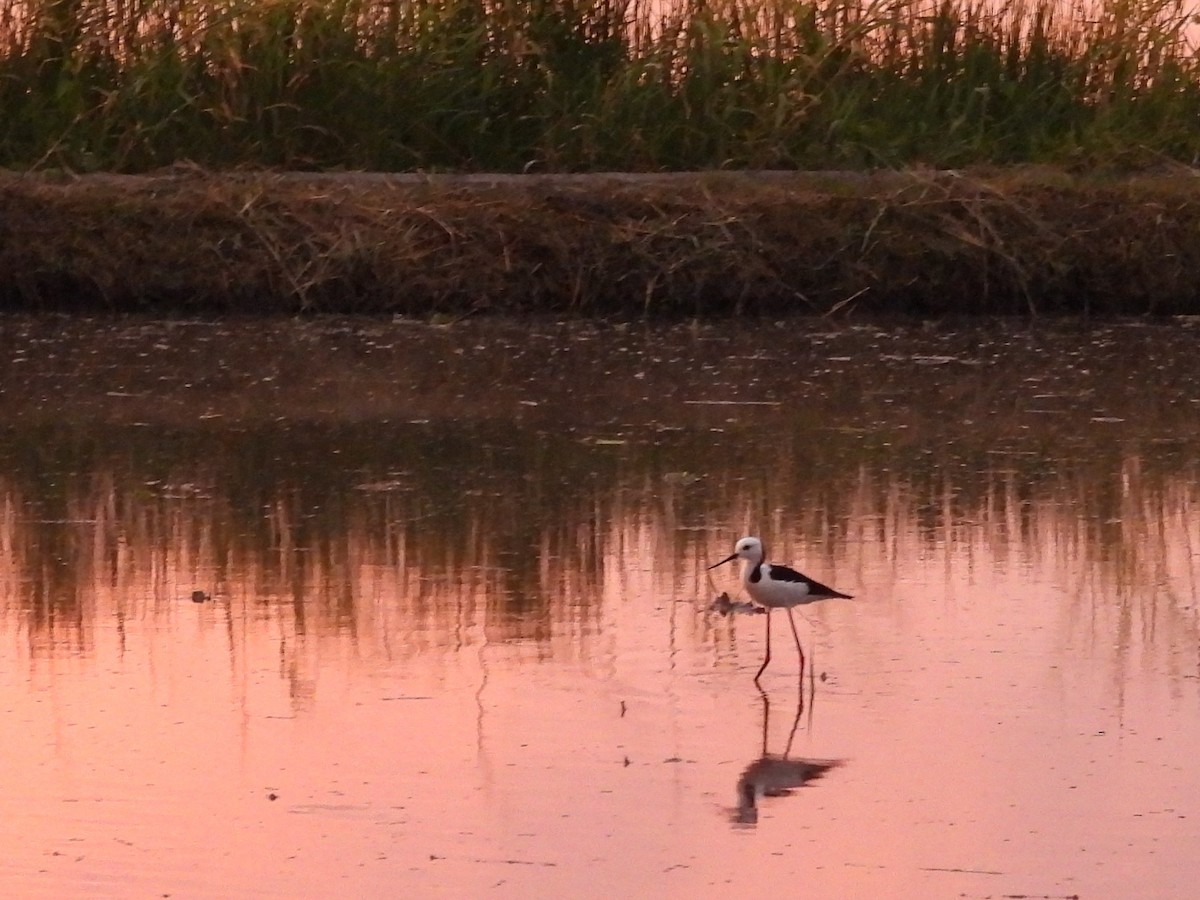 Pied Stilt - ML642465301