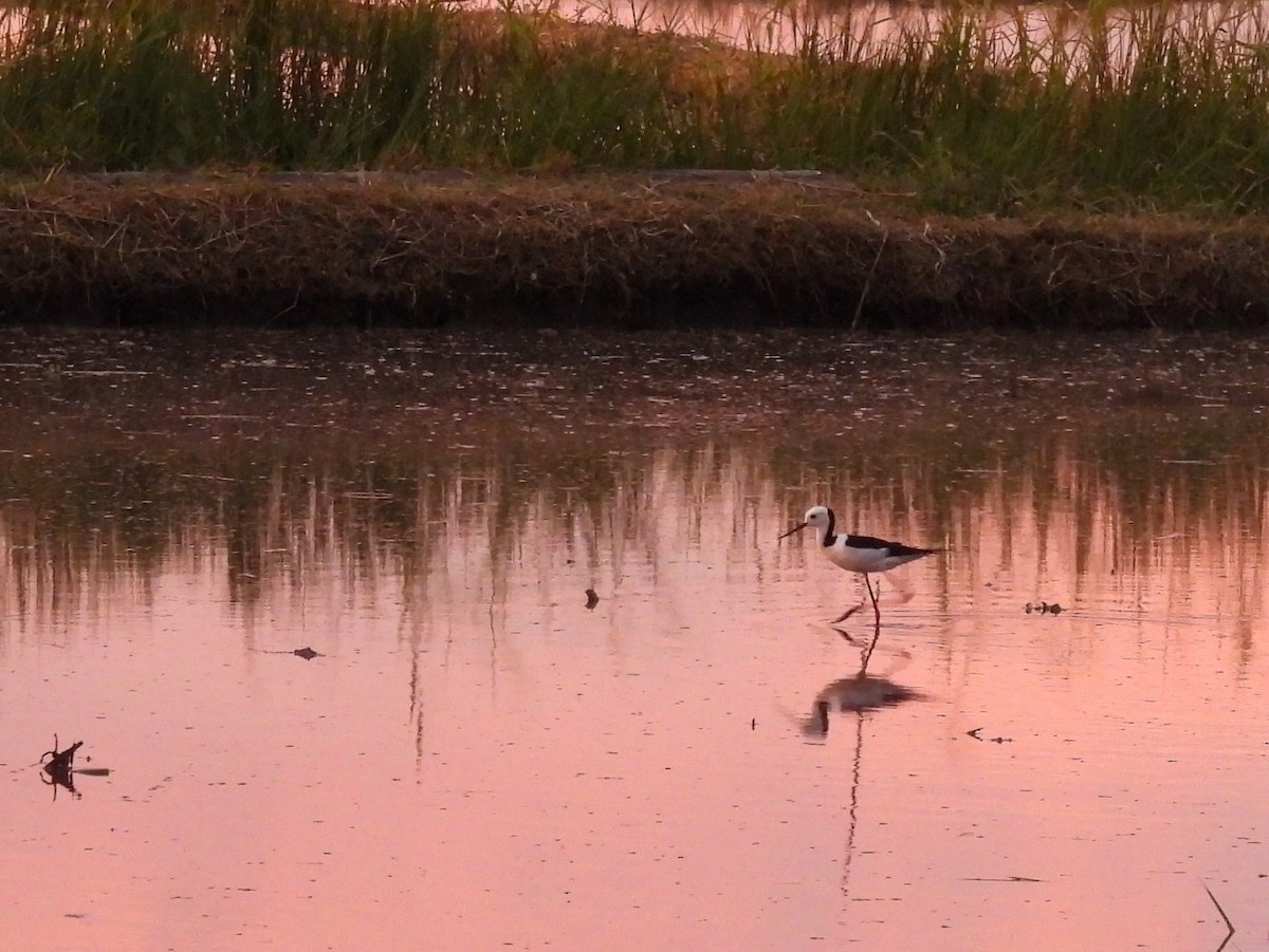 Pied Stilt - ML642465302