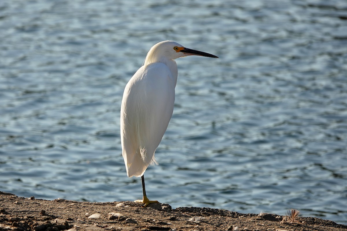 Snowy Egret - ML642465303