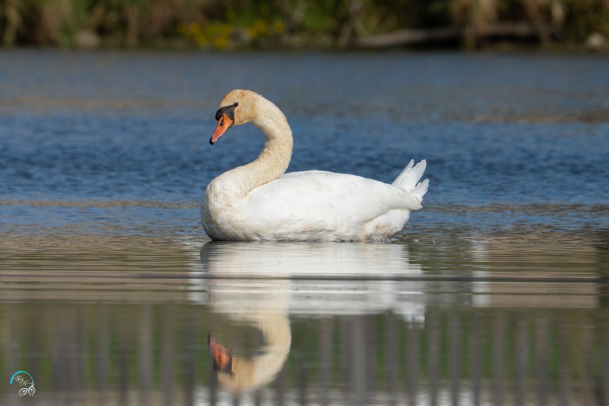 Mute Swan - ML642465305