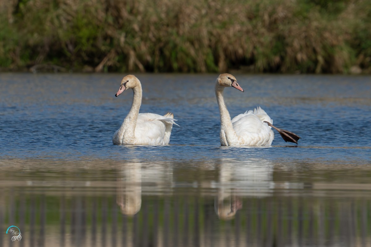 Mute Swan - ML642465306