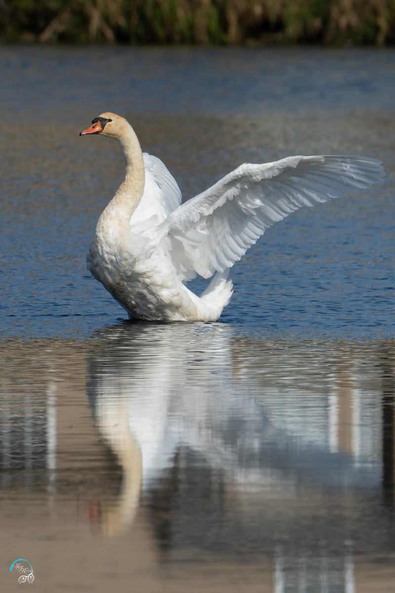 Mute Swan - ML642465307