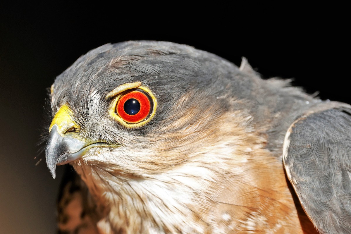 Sharp-shinned Hawk - ML642465310