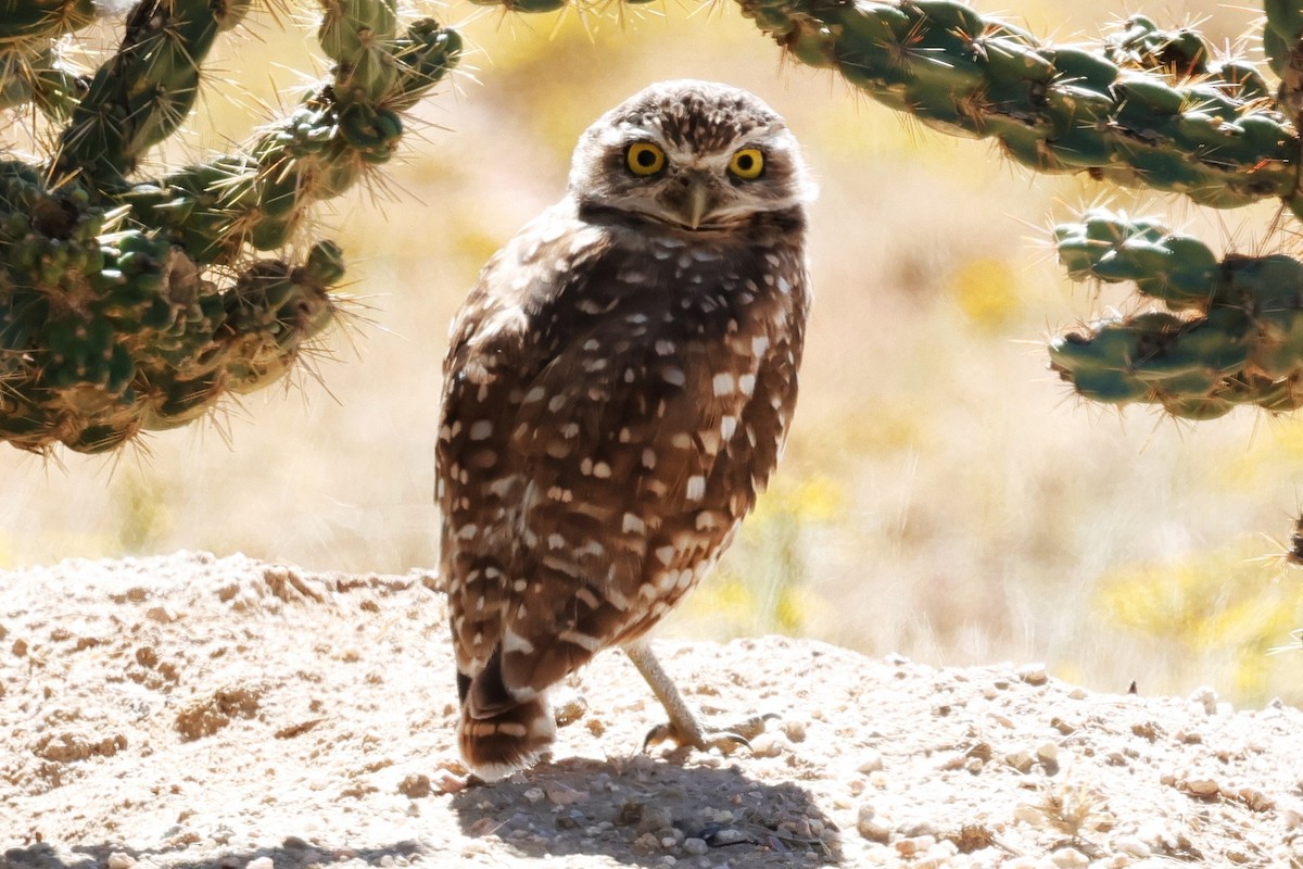 Burrowing Owl - ML642465319