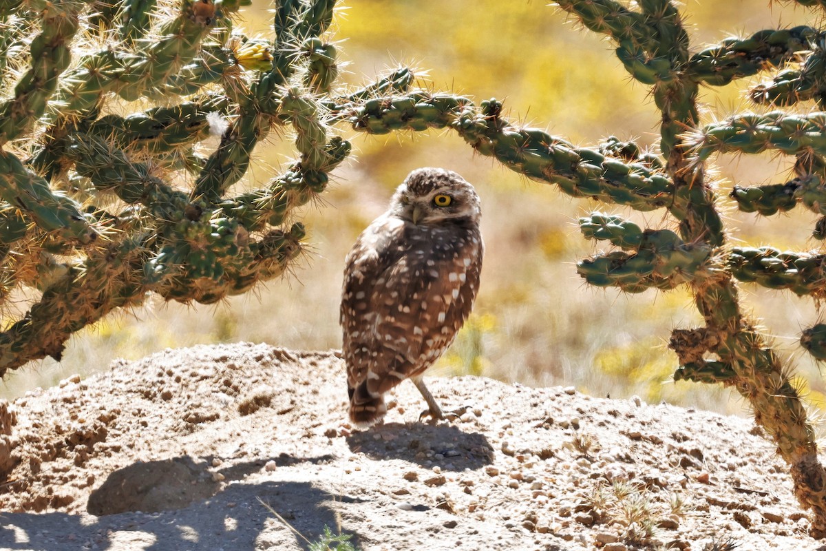 Burrowing Owl - ML642465320