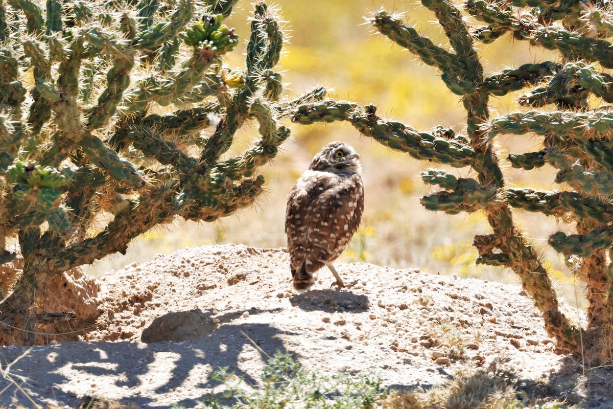 Burrowing Owl - ML642465321