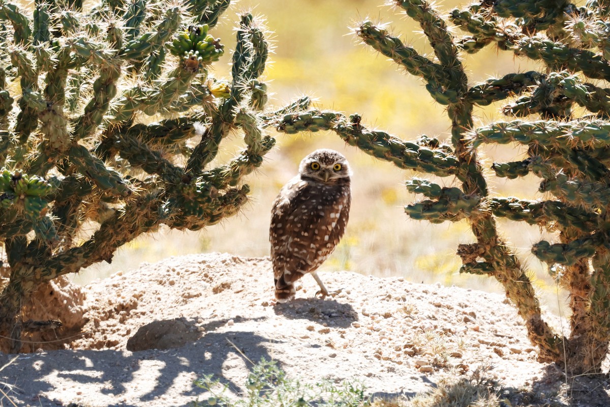 Burrowing Owl - ML642465322