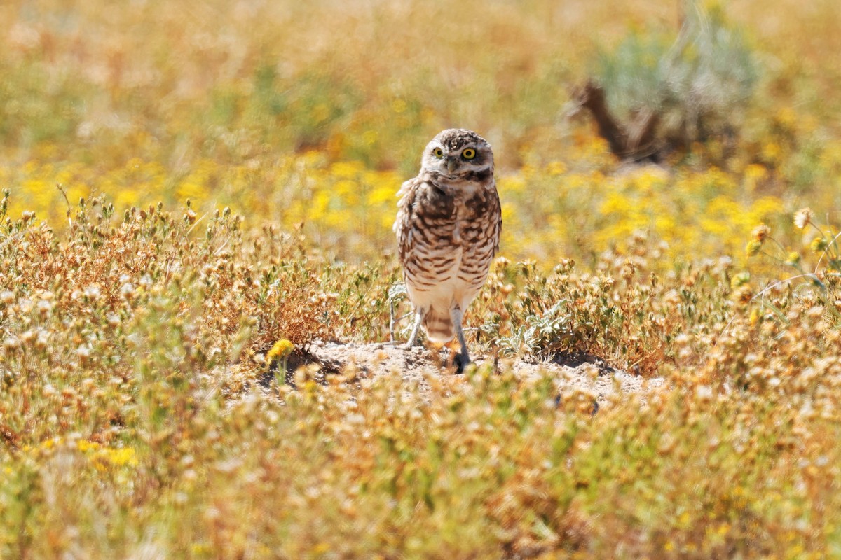 Burrowing Owl - ML642465323