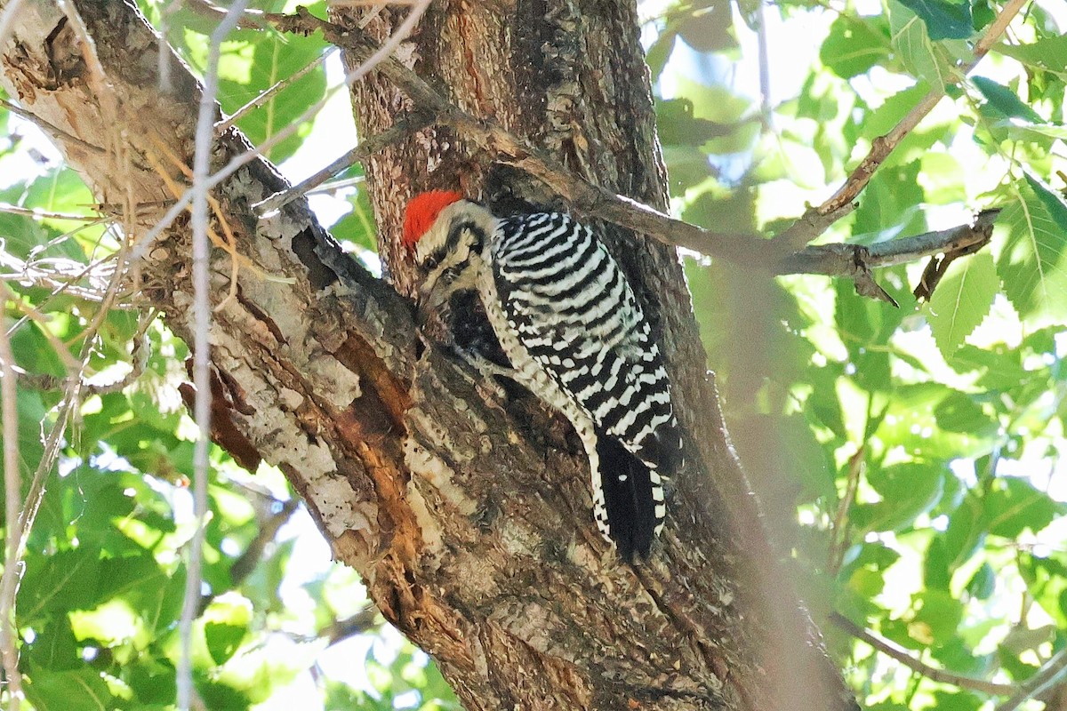 Ladder-backed Woodpecker - ML642465329
