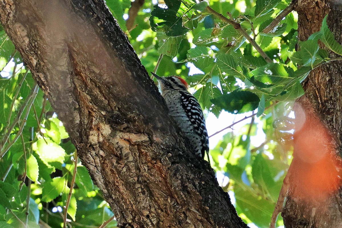Ladder-backed Woodpecker - ML642465330