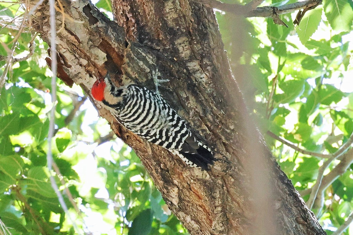 Ladder-backed Woodpecker - ML642465331