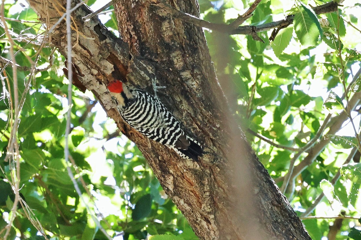 Ladder-backed Woodpecker - ML642465332