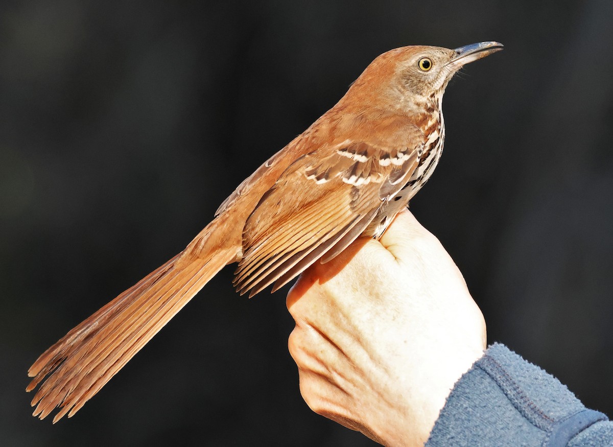 Brown Thrasher - ML642465335