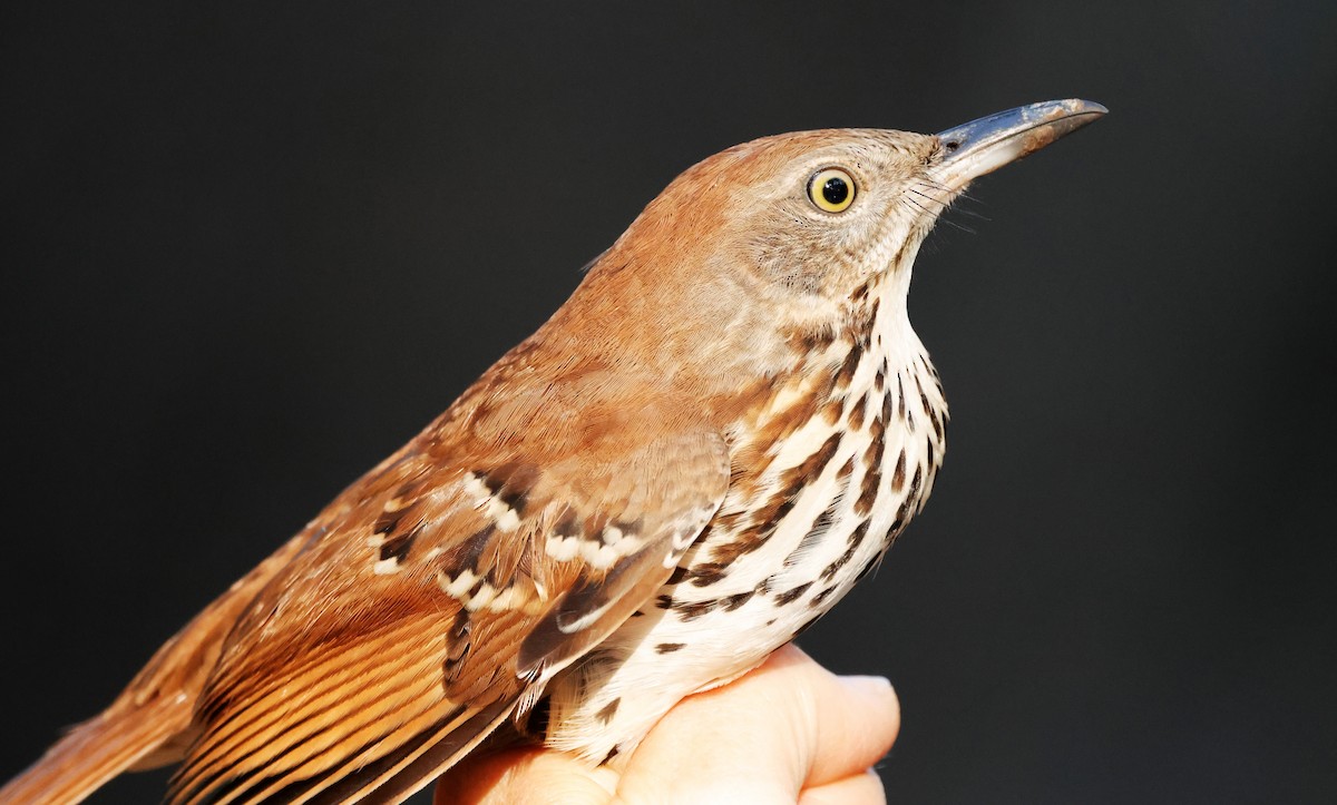 Brown Thrasher - ML642465336