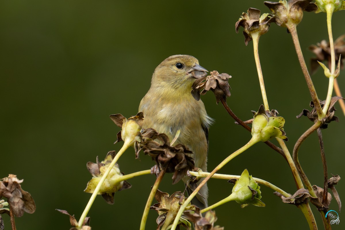 American Goldfinch - ML642465351