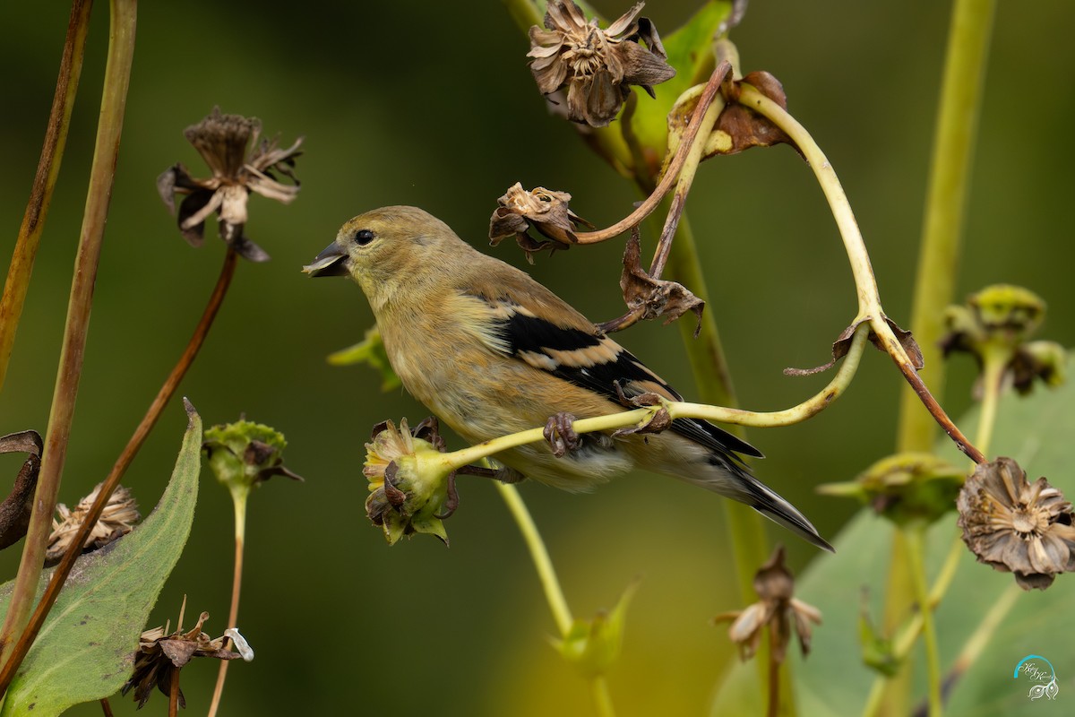 American Goldfinch - ML642465352