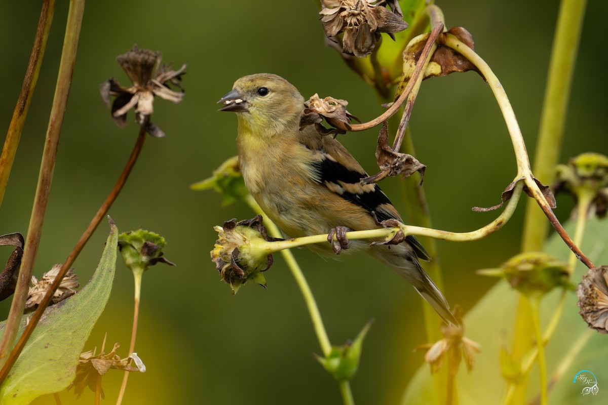 American Goldfinch - ML642465353