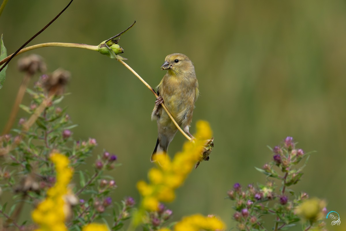 American Goldfinch - ML642465354