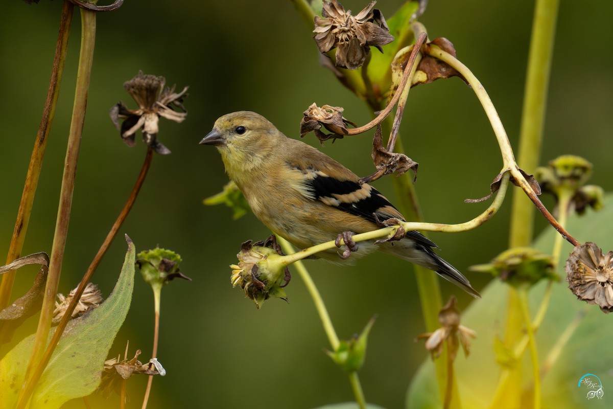 American Goldfinch - ML642465356
