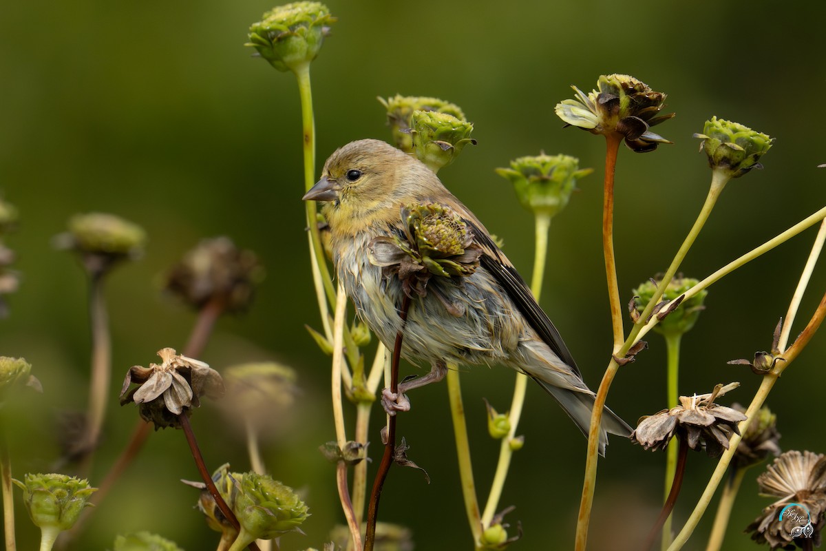 American Goldfinch - ML642465357
