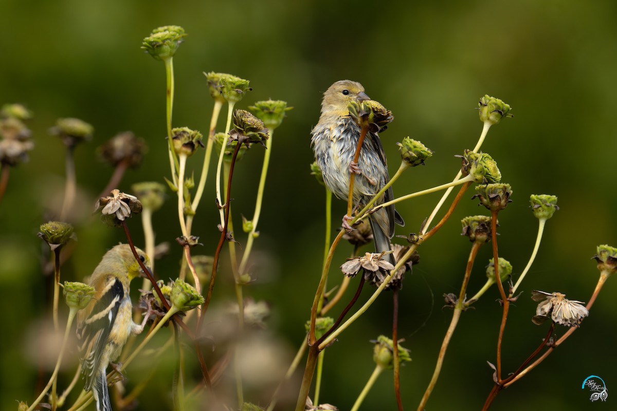 American Goldfinch - ML642465358