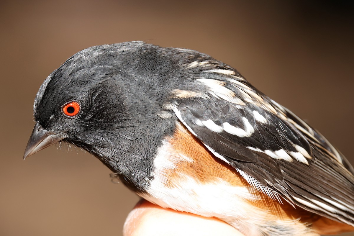 Spotted Towhee - ML642465379