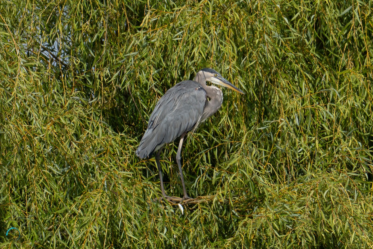 Great Blue Heron - ML642465381