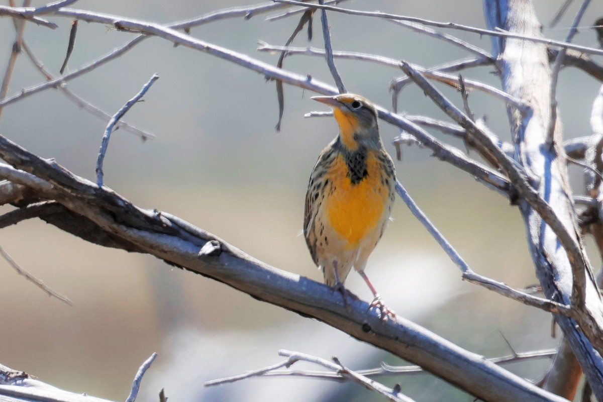 Western Meadowlark - ML642465382
