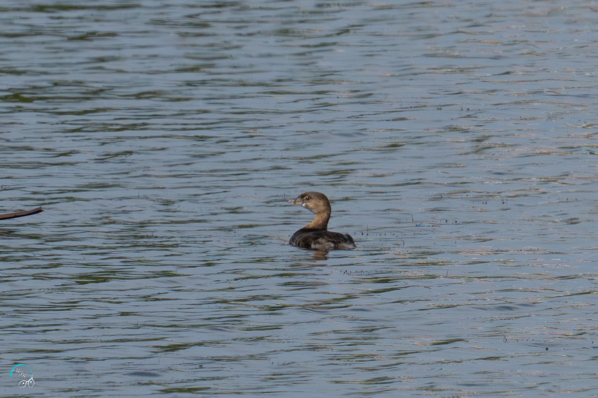 Pied-billed Grebe - ML642465383