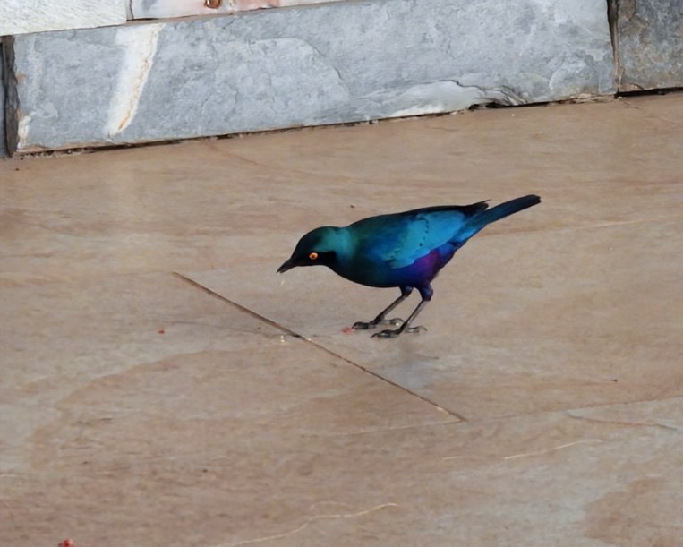 Greater Blue-eared Starling - ML642465393