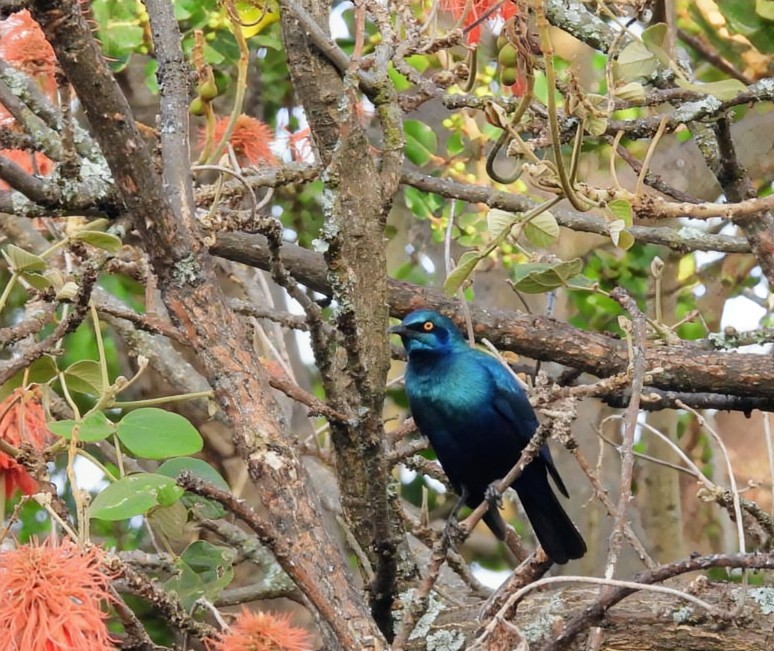 Greater Blue-eared Starling - ML642465399