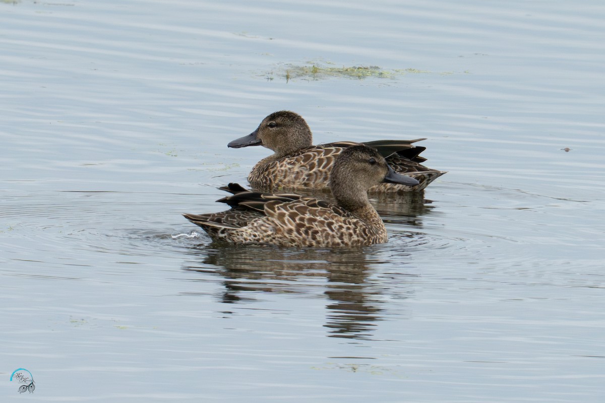 Blue-winged Teal - ML642465424