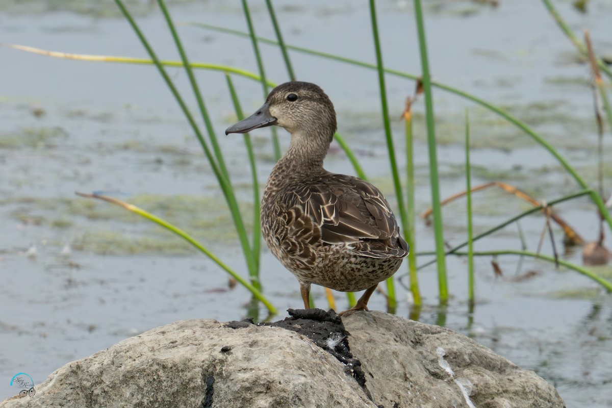 Blue-winged Teal - ML642465425
