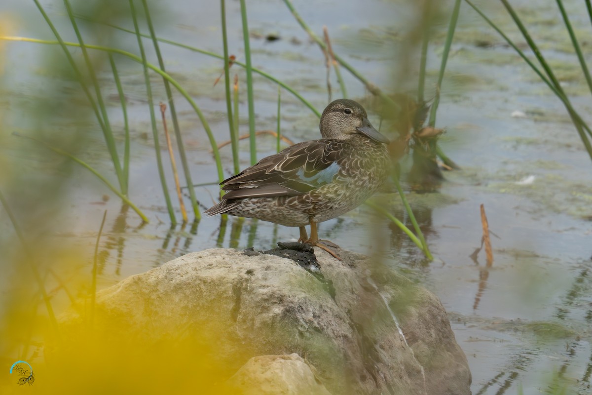 Blue-winged Teal - ML642465426