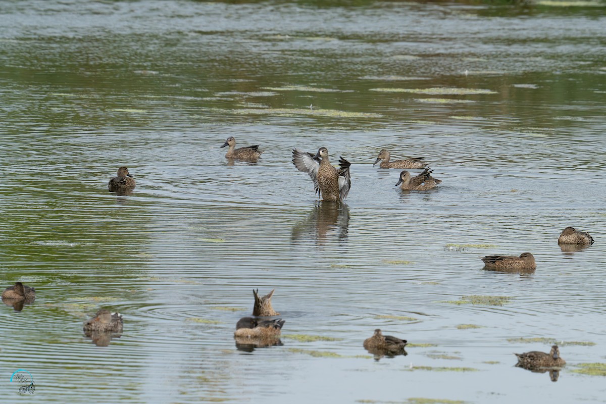 Blue-winged Teal - ML642465427
