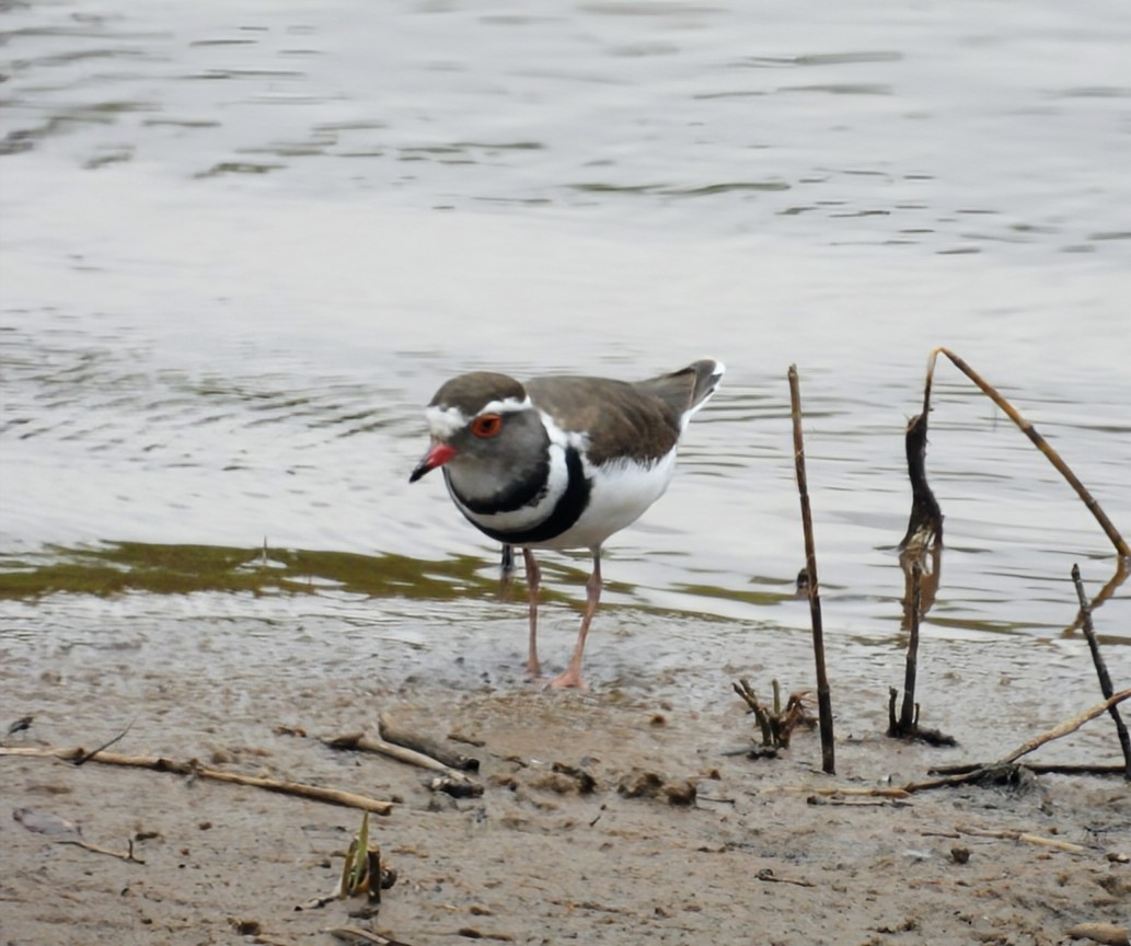 Three-banded Plover - ML642465429