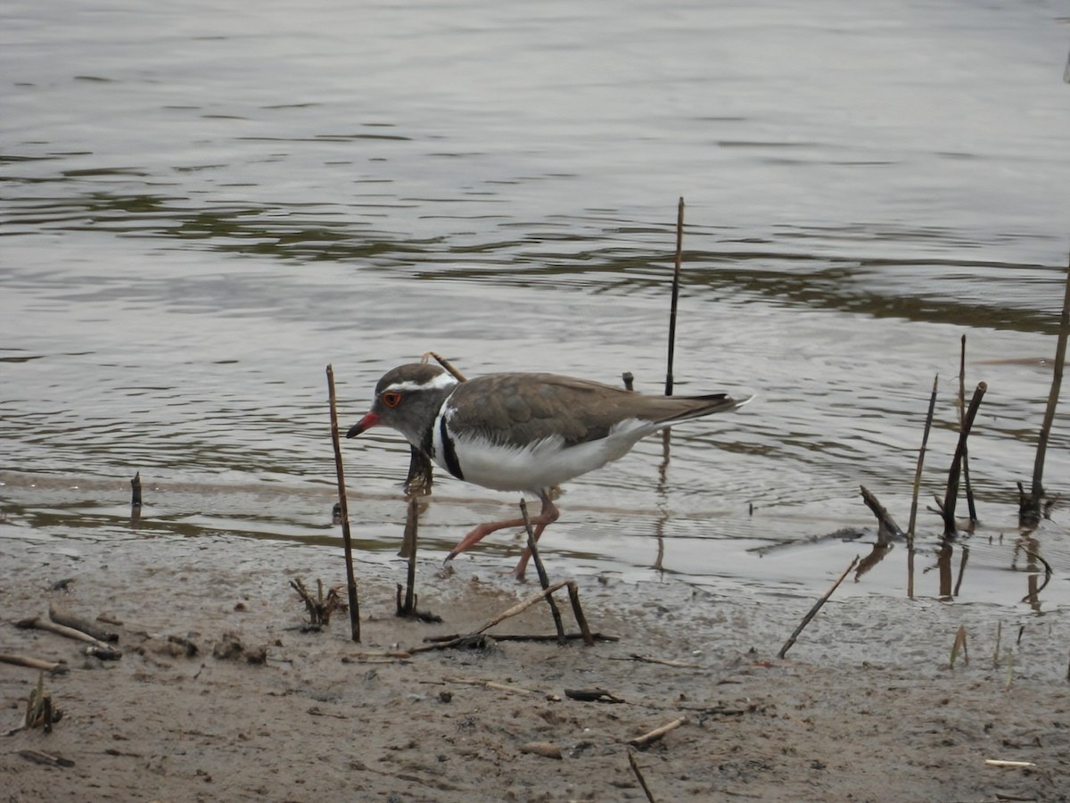 Three-banded Plover - ML642465430